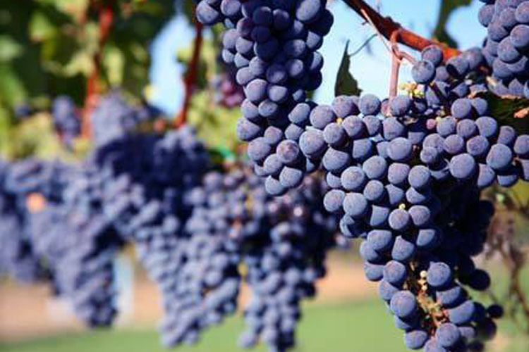 葡萄品种佳美娜（Carmenere）卡门