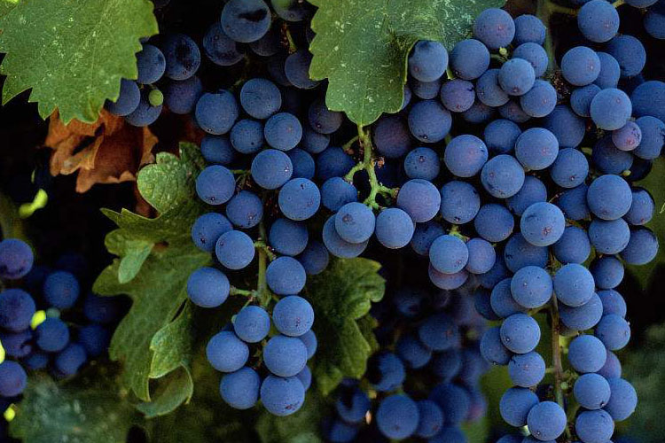 葡萄品种梅洛（Merlot）美乐梅乐梅鹿辄