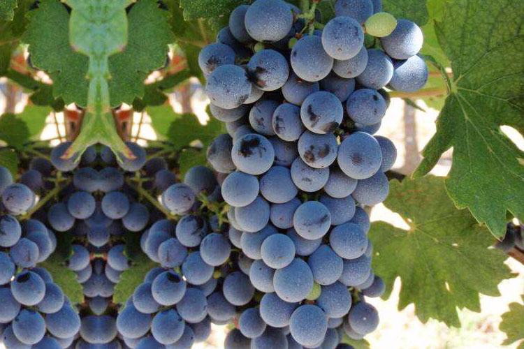 葡萄品种蛇龙珠（Cabernet Gernischt）