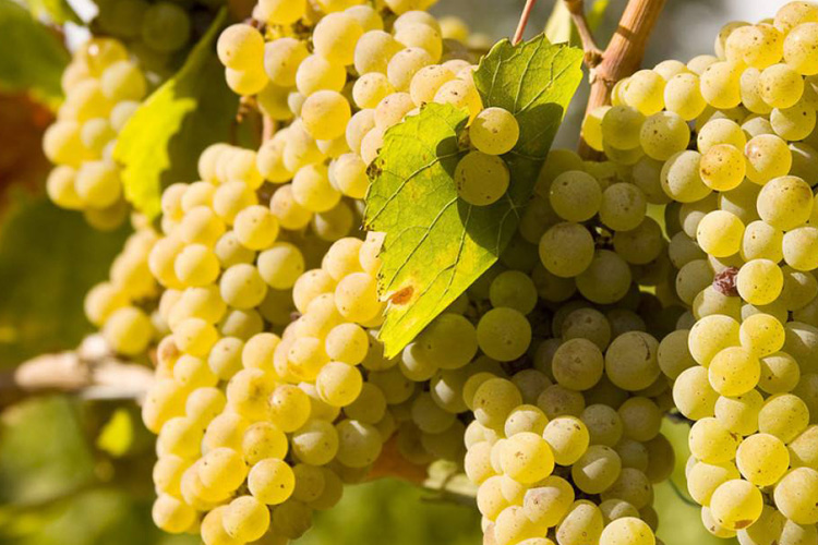 葡萄品种霞多丽（Chardonnay）莎当妮布诺瓦
