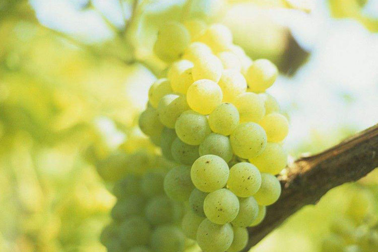 葡萄品种雷司令（Riesling）丽丝玲白雷司令