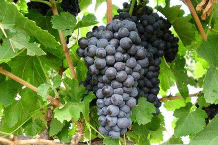 葡萄品种小西拉（Petite Sirah）杜瑞夫