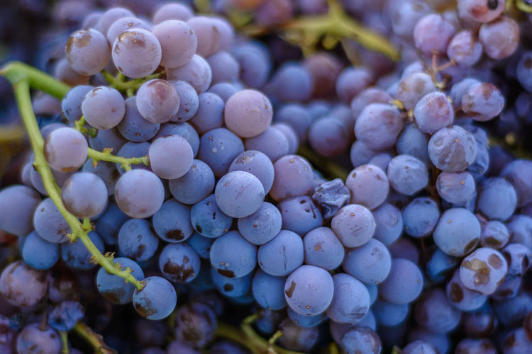 葡萄品种歌海娜（Grenache）卡诺娜格那希