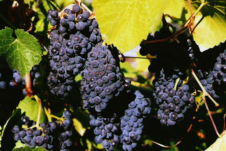 葡萄品种黑皮诺（Pinot Noir）黑比诺布洛勃艮德