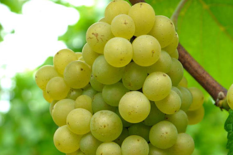 葡萄品种白皮诺（Pinot Blanc）白比诺威斯堡格德