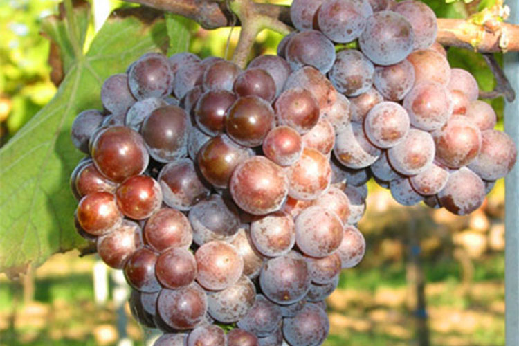 葡萄品种灰皮诺（Pinot Gris）灰比诺波侯皮诺