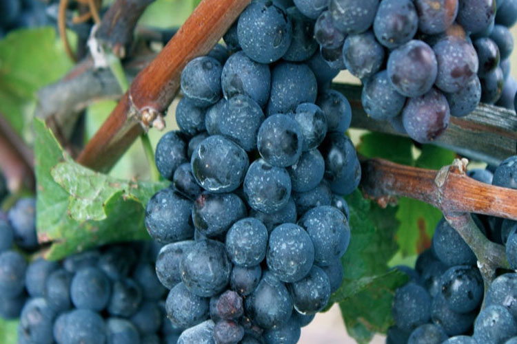 葡萄品种佳丽酿（Carignan）卡丽浓卡利尼昂