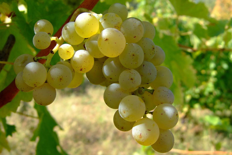 葡萄品种长相思（Sauvignon Blanc）白苏维翁