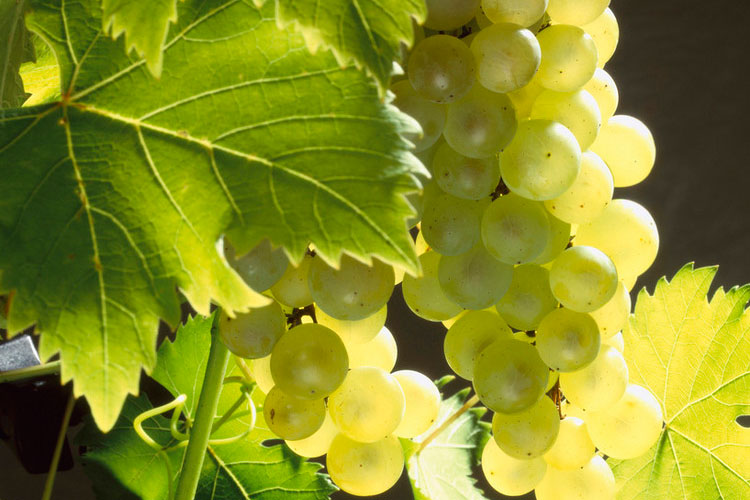 葡萄品种白诗南（Chenin Blanc）白肖楠白翠柠