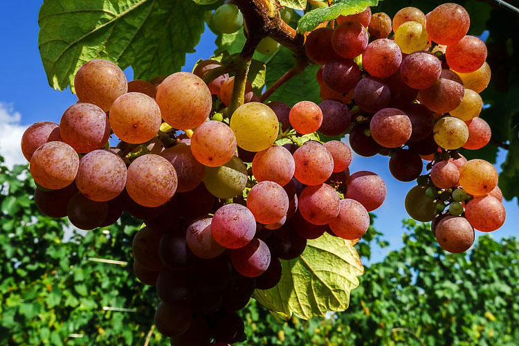 葡萄品种琼瑶浆（Gewurztraminer）格乌兹塔明娜特拉米尼